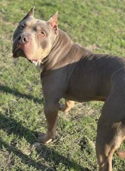 American Bully Dogs Available for Adoption - Leroy  | PetCurious