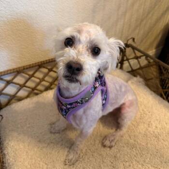Snow White -  Miniature Poodle and Mixed Breed Dog for Adoption in Las Vegas, Nevada - Snow White | PetCurious