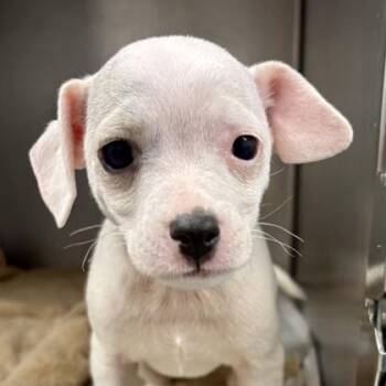 Chihuahua and English Springer Spaniel Dogs Available for Adoption in Sacramento, California - Biscotti  | PetCurious