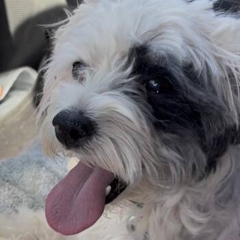 Jia -  Chinese Crested Dog Dog for Adoption in Pahrump, Nevada - Jia | PetCurious