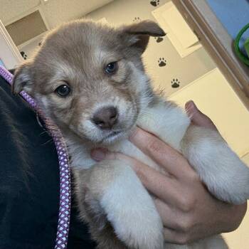 Collie and Australian Cattle Dog Blue Heeler Dogs Available for Adoption in Casa Grande, Arizona - Hazel | PetCurious