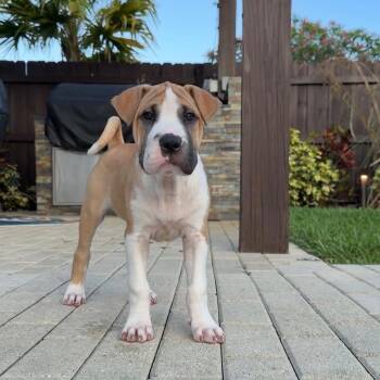 Shar Pei and Mixed Breed Dogs Available for Adoption in Sunrise, Florida - Leia | PetCurious