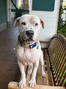 Truckee -  Pit Bull Terrier and Mixed Breed Dog for Adoption in Honolulu, Hawaii - Truckee | PetCurious
