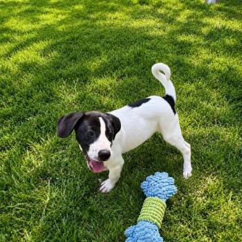 Foxglove -  Labrador Retriever and Border Collie Dog for Adoption in Sanford, North Carolina - Foxglove | PetCurious