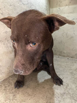 Rescue Mixed Breed Dogs for Adoption in West Palm Beach, Florida - MONICA | PetCurious