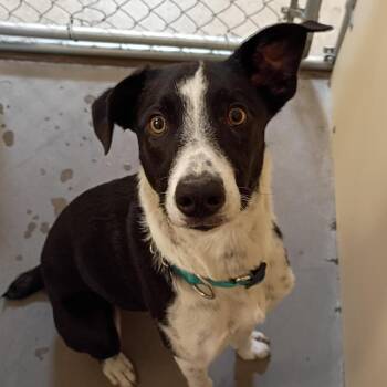 Nick -  Border Collie Dog for Adoption in Cody, Wyoming - Nick | PetCurious