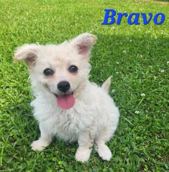 Bravo -  Chihuahua Dog Available for Adoption in New Bern, North Carolina - Bravo | PetCurious