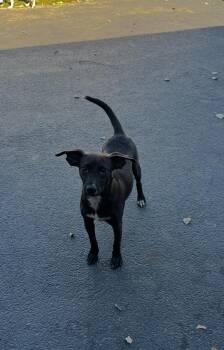 Rescue Boston Terrier and Whippet Dogs for Adoption in Bull Valley, Illinois - Darleen Honeylove | PetCurious