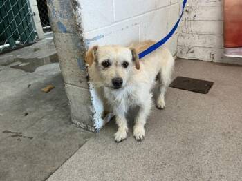 Terrier Dogs Available for Adoption in San Bernardino, California - BRADLEY | PetCurious