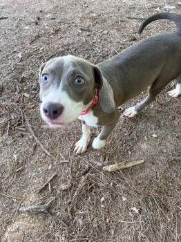 Jazmin -  Beagle Dog for Adoption in Little Rock, Arkansas - Jazmin | PetCurious