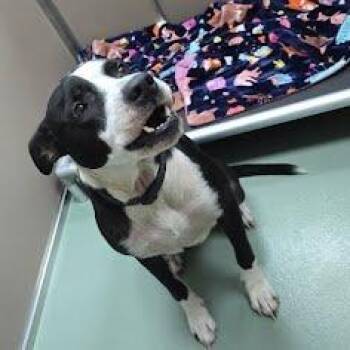 "Oso" -  Great Dane and Mixed Breed Dog for Adoption in Lyndhurst, Virginia - "Oso" | PetCurious
