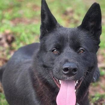 Akita and Pit Bull Terrier Dogs Available for Adoption in Locust Grove, Georgia - Gilly CP | PetCurious