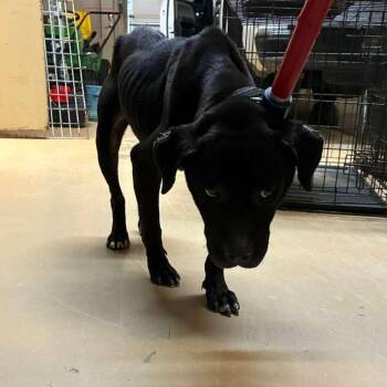 Rue -  Mixed Breed Dog for Adoption in Gadsden, Alabama - Rue | PetCurious