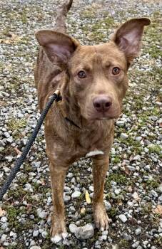 Rescue Shepherd Dogs for Adoption in Mckeesport, Pennsylvania - Maverick | PetCurious