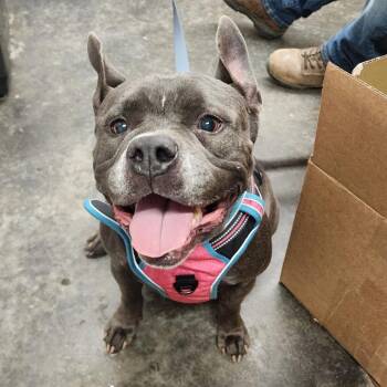 Pit Bull Terrier and English Bulldog Dogs Available for Adoption - Blu | PetCurious