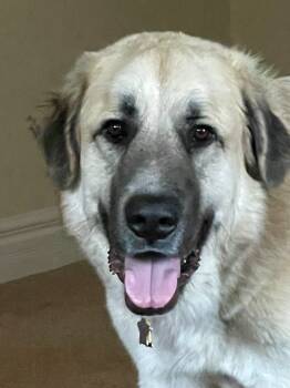 Rescue Anatolian Shepherd and Great Pyrenees Dogs for Adoption in Thompson Falls, Montana - Groot | PetCurious