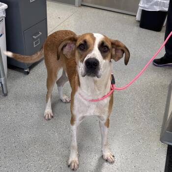 Otis -  Hound and Mixed Breed Dog for Adoption in Galax, Virginia - Otis | PetCurious