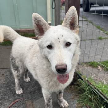 German Shepherd Dog Dogs Available for Adoption - Bailey | PetCurious