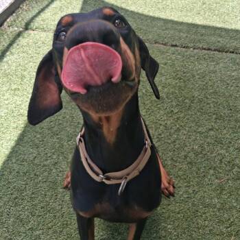 Spike -  Doberman Pinscher Dog for Adoption in Galveston, Texas - Spike | PetCurious