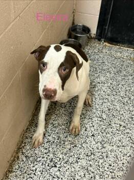 Elvira -  Pointer Dog for Adoption in Fayetteville, West Virginia - Elvira | PetCurious