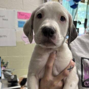 Milkshake -  Mixed Breed Dog for Adoption in Buffalo, Minnesota - Milkshake | PetCurious