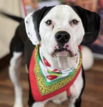 Rescue Mixed Breed Dogs for Adoption in Longview, Texas - Panda | PetCurious