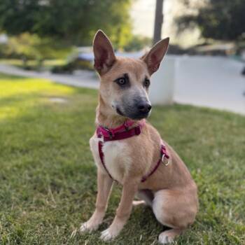 Mixed Breed Dogs Available for Adoption in Los Angeles, California - Bailey | PetCurious