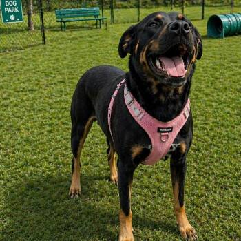 Phoebe -  Rottweiler Dog for Adoption in Huntington, New York - Phoebe | PetCurious