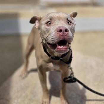 Pit Bull Terrier Dogs Available for Adoption in Las Vegas, Nevada - JAXX | PetCurious