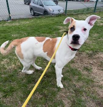 Rescue Terrier Dogs for Adoption in Pomona, New York - Patches (Spidey) | PetCurious