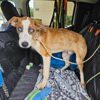 Bonkers -  Mixed Breed Dog for Adoption in Lake Jackson, Texas - Bonkers | PetCurious