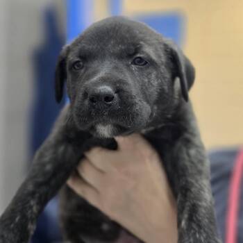 Sebastian -  Mixed Breed Dog Available for Adoption in Huntsville, Alabama - Sebastian | PetCurious