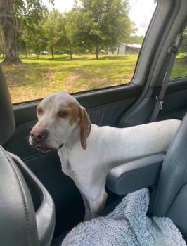 Dot -  English Pointer Dog for Adoption in Lakeland, Florida - Dot | PetCurious