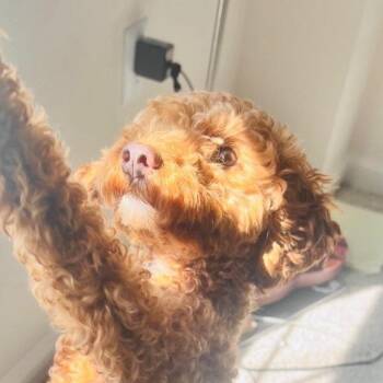 Leo (Mini Poodle) -  Miniature Poodle and Mixed Breed Dog for Adoption in Fairfax, Virginia - Leo (Mini Poodle) | PetCurious