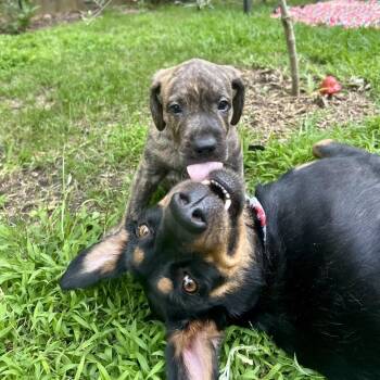 Coonhound and Catahoula Leopard Dog Dogs Available for Adoption in New Orleans, Louisiana - Osborne | PetCurious