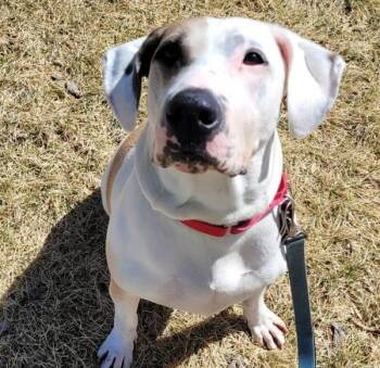 American Bulldog and Coonhound Dogs Available for Adoption in Golden, Colorado - Pinky | PetCurious