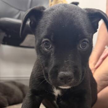 Violet -  German Shepherd Dog Dog for Adoption in Aberdeen, North Carolina - Violet | PetCurious