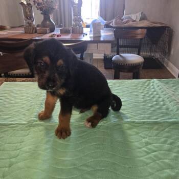 Hunter (Benefactor Puppy) -  Golden Retriever and German Shepherd Dog Dog for Adoption in New Orleans, Louisiana - Hunter (Benefactor Puppy) | PetCurious