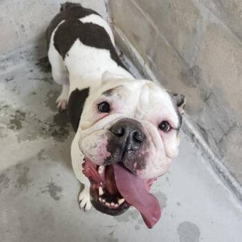 English Bulldog Dogs Available for Adoption in Clearwater, Florida - Deuce | PetCurious