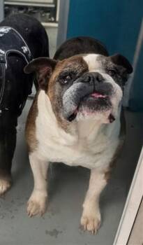 A476395 -  American Bulldog Dog for Adoption in Oklahoma City, Oklahoma - A476395 | PetCurious