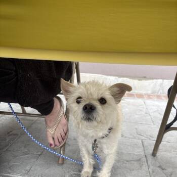 Terrier Dogs Available for Adoption - Sheldon F NV PDR | PetCurious