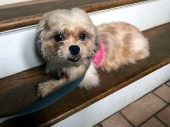Pretty -  Shih Tzu Dog for Adoption in Bedford Hills, New York - Pretty | PetCurious