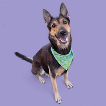 Rescue German Shepherd Dog Dogs for Adoption in Thousand Oaks, California - Flaca | PetCurious
