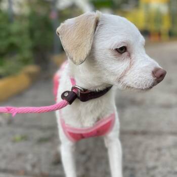 Maltipoo and Parson Russell Terrier Dogs Available for Adoption in Cupertino, California - LEA 10 Months 13 Lbs | PetCurious