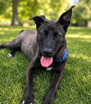 Sashii -  American Staffordshire Terrier Dog for Adoption in Houston, Texas - Sashii | PetCurious