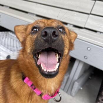 Mojito -  Terrier and Mixed Breed Dog for Adoption in Winston-salem, North Carolina - Mojito | PetCurious