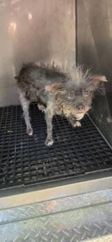 Pen 217d -  Rat Terrier Dog for Adoption in Lawrenceville, Georgia - Pen 217d | PetCurious