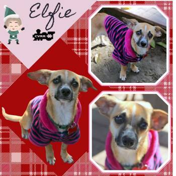 Rescue Chihuahua and Dachshund Dogs for Adoption in Lindsay, California - Elfie (Puppy) | PetCurious