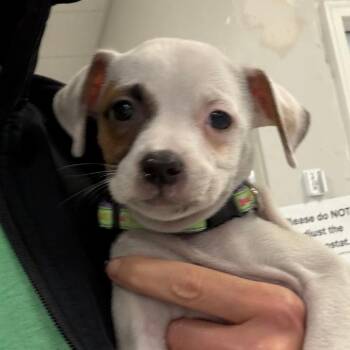 Brioche -  Mixed Breed Dog for Adoption in Greensboro, Georgia - Brioche | PetCurious