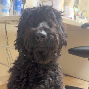 Juliana -  Labrador Retriever and Standard Poodle Dog for Adoption in Pekin, Illinois - Juliana | PetCurious